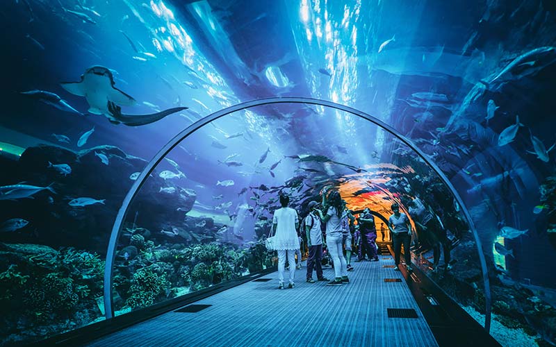 Dubai Aquarium & Underwater Zoo