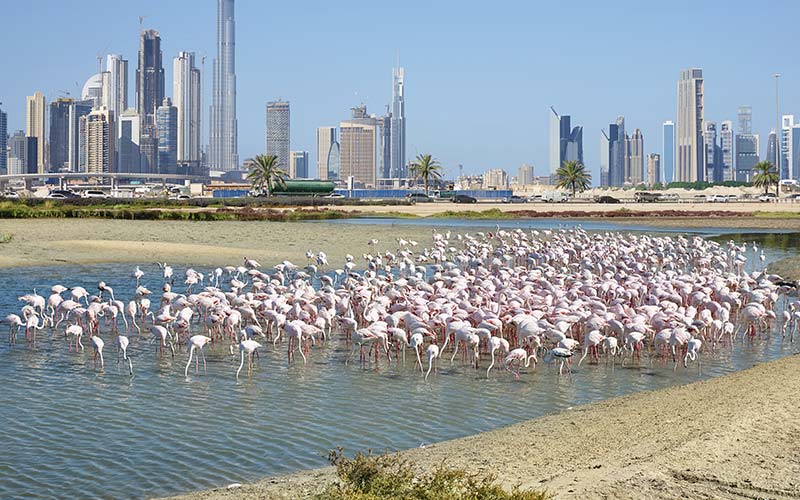 Flamingos