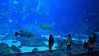 Best Aquariums in the World