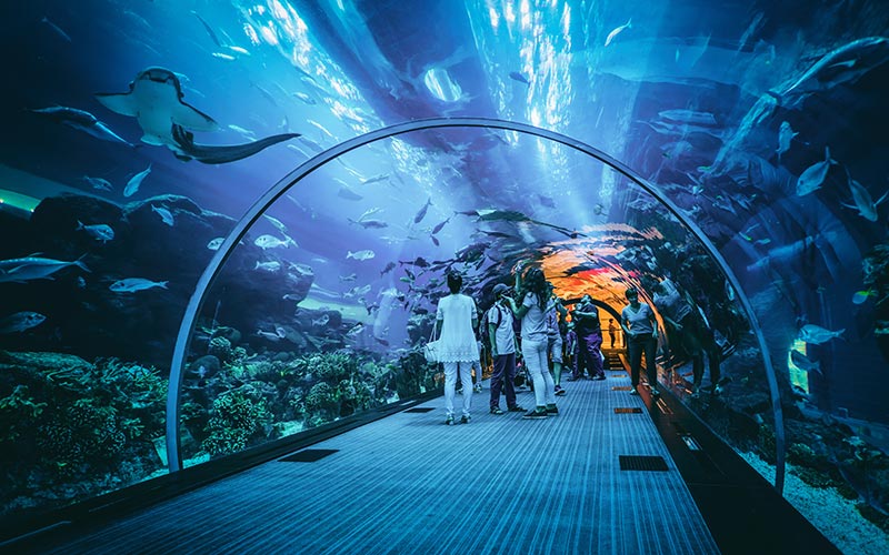 Dubai Aquarium and Underwater Zoo